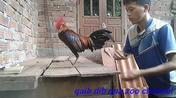 Me nyuam ntsuag lau qaib mos