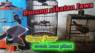 SIKATAN JAWA / KIPASAN JAWA TARUNG GACOR SUARA COCOK BUAT MIKAT