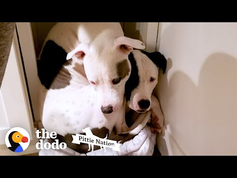 Pittie Won't Leave His Long-Lost Brother's Side Ever Again | The Dodo Pittie Nation