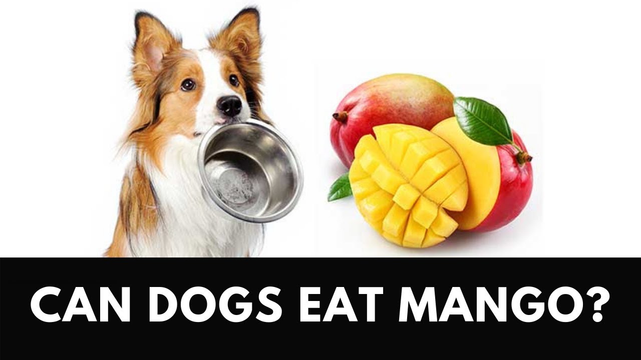 Dogs eat перевод на русский. Манго дог. Пёс манго. Арт собаки с манго. Halk eat Mango.