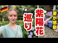 外国人妻が感動｜日本の紫陽花がきれいすぎる【VLOG】