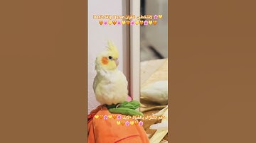 تلاوه عطره من الذكر الحكيم #اكسبلور #cutebird #foryou #cuteparrot #birds #parrot
