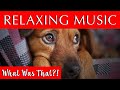 Calm Music to Relax Your Dog | Soothe Your Dog | 432 Hz