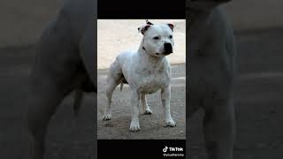 Dog argentin (دوق أرجنتين)