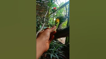 Kasih pakan burung di dalam aviary #shorts #aviary