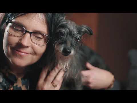 Video: Higiēnas graudainā suņa ārstēšanas recepte