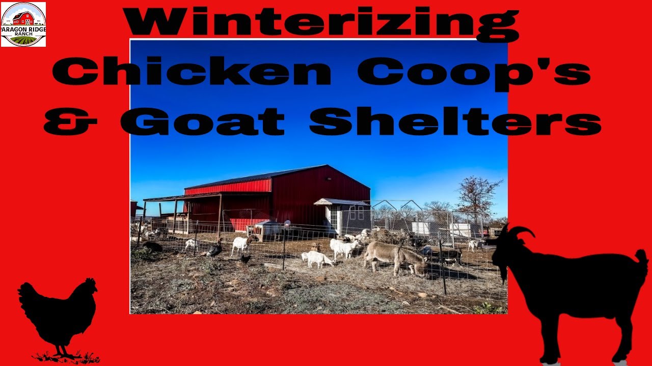 How To Winterize Chicken Coops For Free - Misfit Gardening