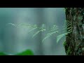 Writing Inspiration Mix - Flowing Forest Leaves with Soft Piano for Storytelling