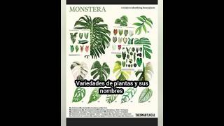 plantas variedades y sus nombres monstera caladium alocasias peperomia singonio exoticas y mas