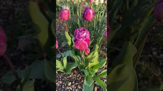 Тюльпаны #Дача #Сад #Цветы #Огород #Тюльпан #Тюльпаны #Надаче #Первоцветы #Весна