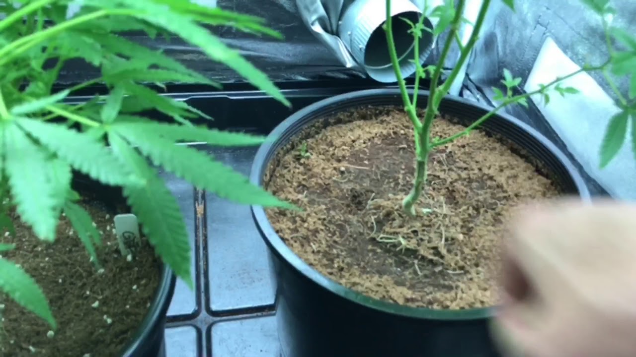 Kanna Genetics (veg update) 