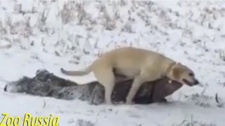 Dog Humps Dad On Sled - Pranks Videos Dog Humps Dad On Sled - Pranks Videos