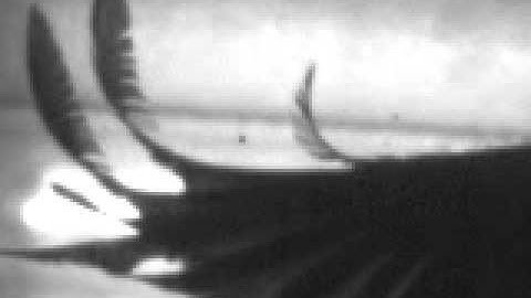 Broadbill wing flutter in wind tunnel (high-speed video)