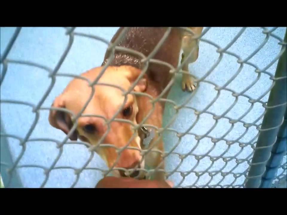 Mount Pleasant Animal Shelter