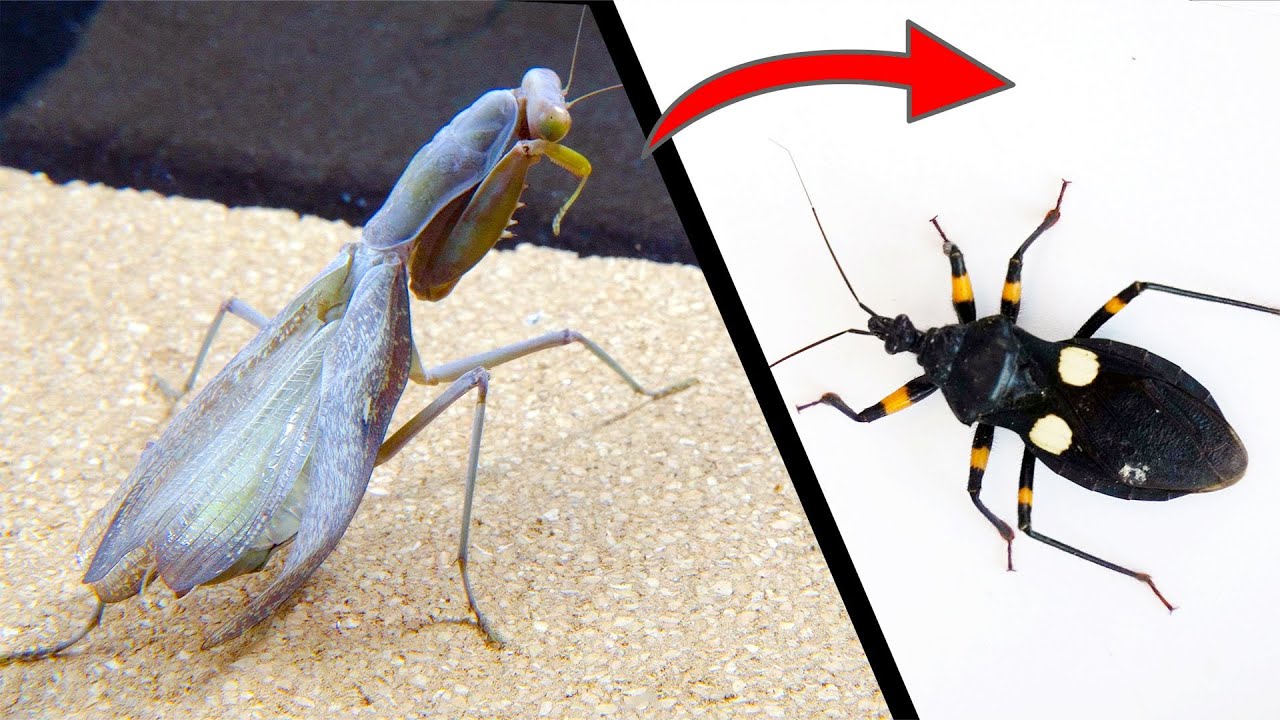 Когда инвалид-богомол встречает голодного жука-убийцу，Что будет?