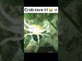 Ref:5ClGWkAIvDM Crab rave irl   #funny #crabrave