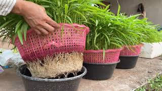 How to grow water spinach once but can harvest every 20 days.