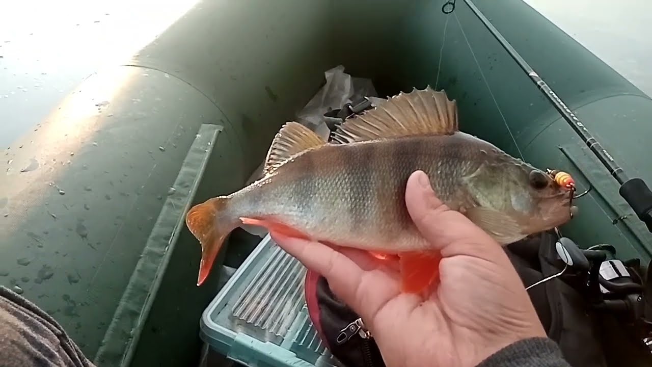 Ловля ОКУНЯ на ХИЩНОМ озере на вертушку Meps Aglia long. Рыбалка в начале августа на спиннинг.