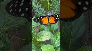 Mangrove Burgers Zoo Arnhem