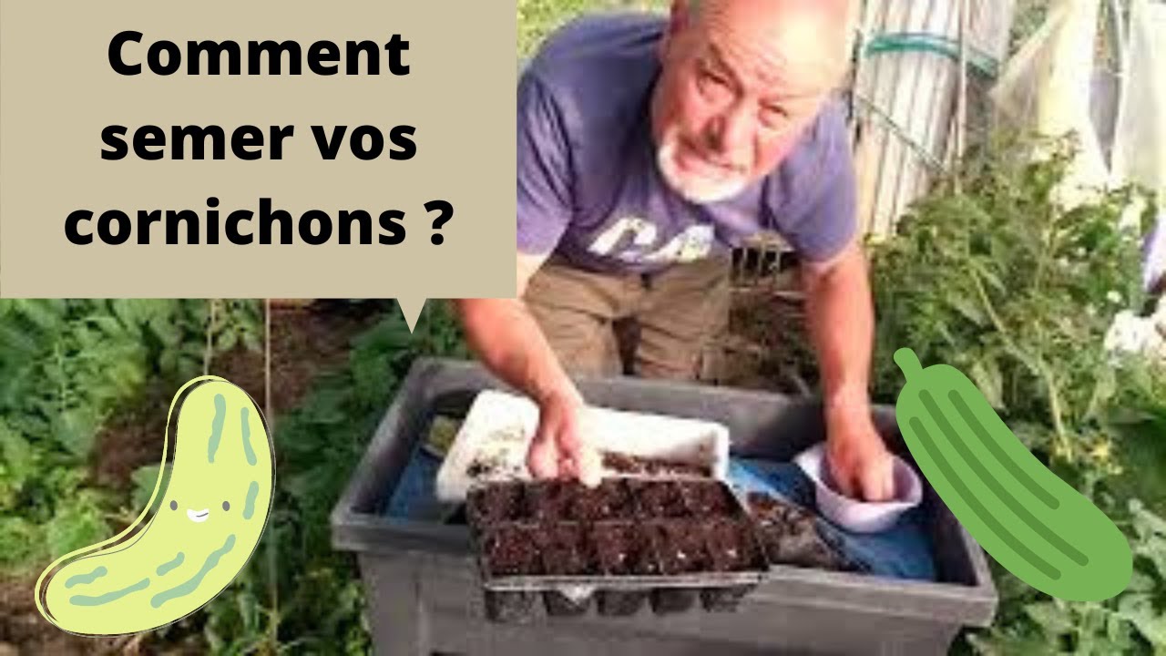 comment semer les cornichons YouTube