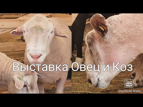 21 Российская Выставка Племенных  Овец и Коз 2021. Минводы ЭКСПО #ЧабанскиеБудни
