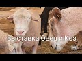 21 Российская Выставка Племенных  Овец и Коз 2021. Минводы ЭКСПО
#ЧабанскиеБудни