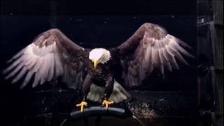 Eagle Facts | Wingspan Bald Eagle