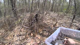 Celebrity HATCHLING CARPET PYTHONS BEING RELEASED Profile