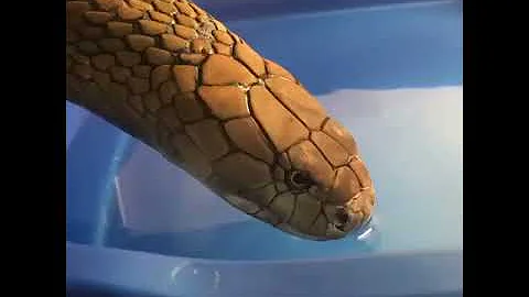 Как змея пьет воду. Страшно красивая 😱