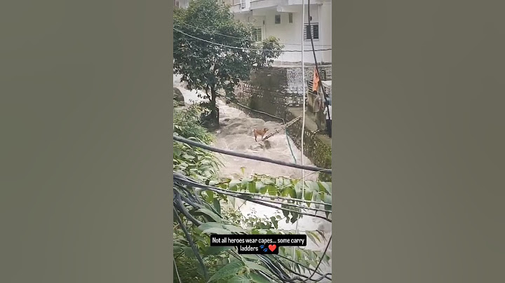 A Dog Rescued from flooding River #saveanimals #rescuedog #rescueanimals #floodingriver #riverflood