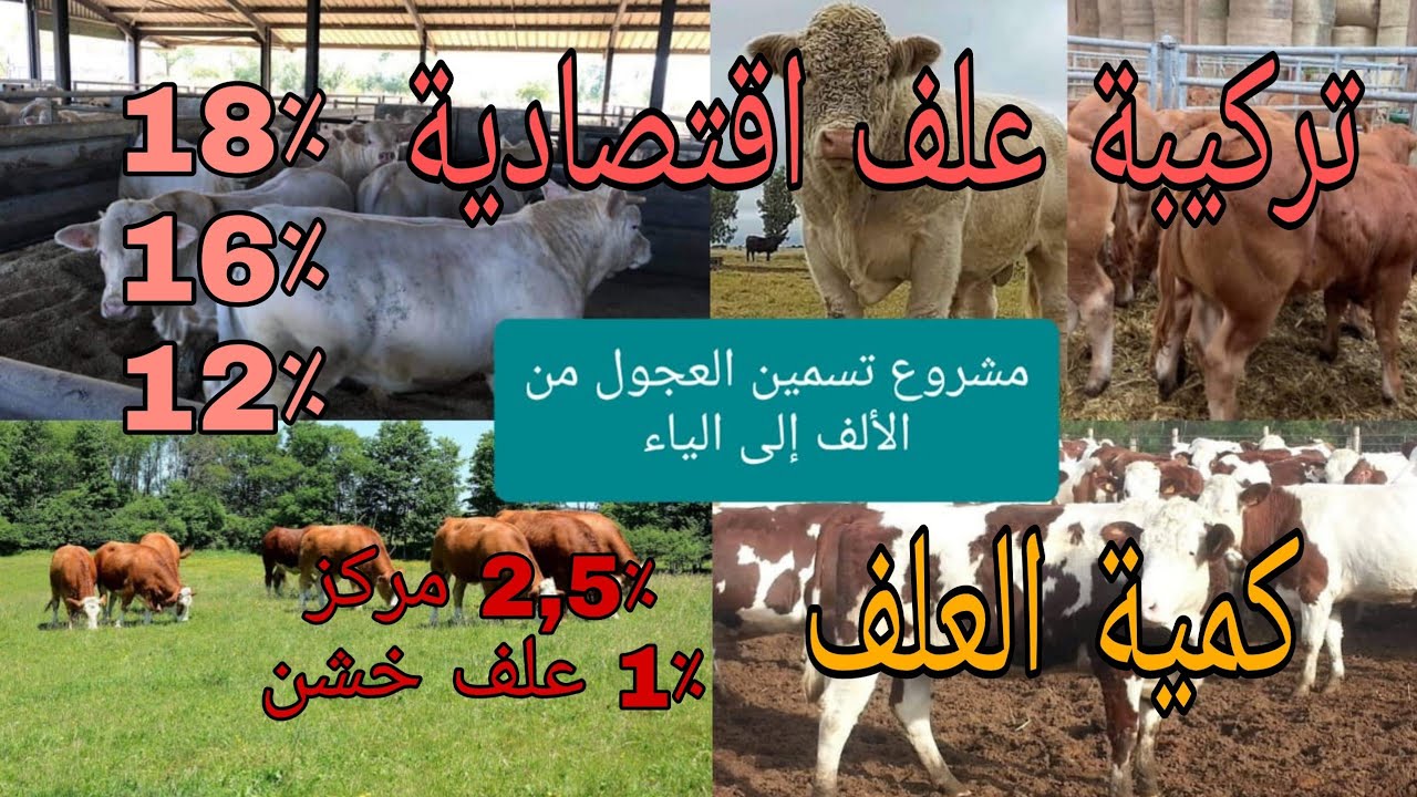 مشروع تسمين العجول/ نصائح ومعلومات مهمة