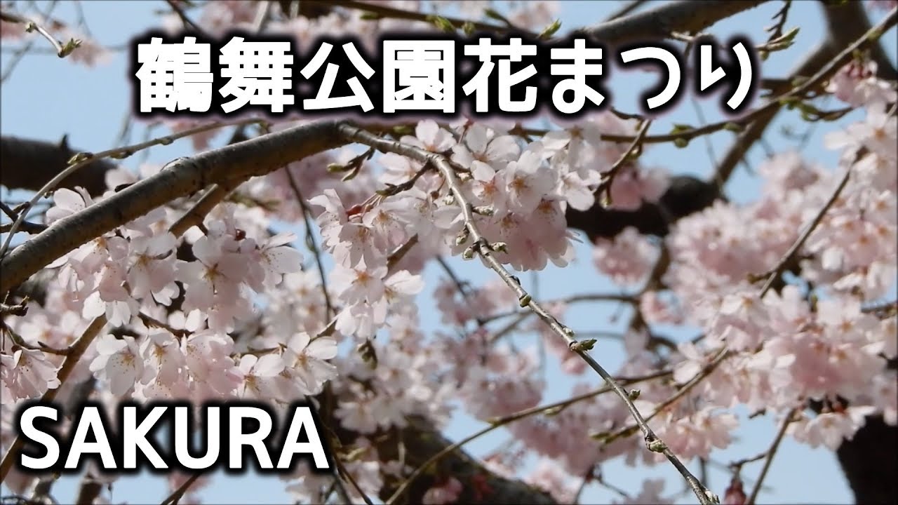 鶴舞公園花まつり19 Sakura Cherry Blossom Of Turuma Park At Nagoya Japan Youtube