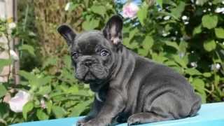 SHRINKABULLS STUNNING BLUE FRENCH BULLDOG PUPPY