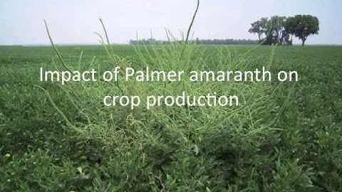 Palmer Amaranth Ohio and Indiana