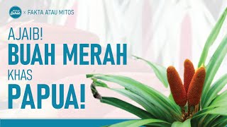 Apa Itu Buah Merah Papua dan Manfaatnya Untuk Kesehatan? | Hidup Sehat tvOne