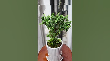 Máy ảnh dưới 5 củ khoai #mayanhcuhanoi #mayanhcu #chupanh #machn #photography #camera #mayanh