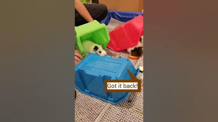 Watch the video about Guinea pig is not having a very good day! #shorts