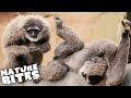 Can Zookeepers Help Silvery Gibbons Mate? | The Secret Life of the Zoo | Nature Bites