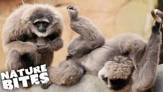 Can Zookeepers Help Silvery Gibbons Mate? | The Secret Life of the Zoo | Nature Bites