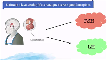 ¿Cuál es la función de la hormona FSH?