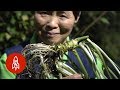 El wasabi: la planta más difícil de cultivar
