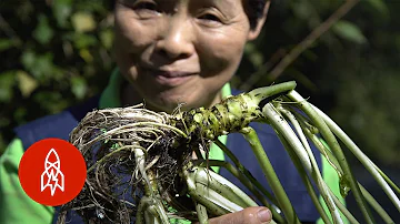 ¿Cuál es la semilla más difícil de cultivar?