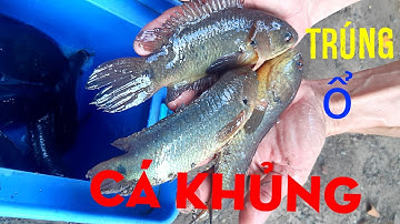 Câu cá rô điểm cũ tưởng ít không ngờ trúng toàn cá lớn#yotube câu cá hóc môn