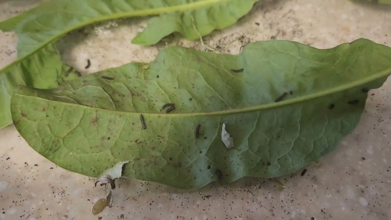Banded Tiger Moth Caterpilliars