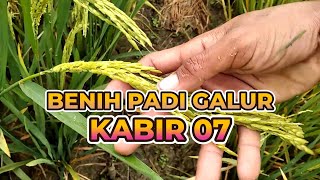 Padi Galur Kabir 07 #bibitpadiunggul