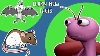 Interesting Facts About Animals For Kids Youtube