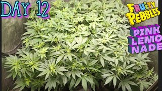 SmokeSesh/ Kicking with LeVeLz & The Grow Community!! Come help spread the knowledge of GROWING!!!