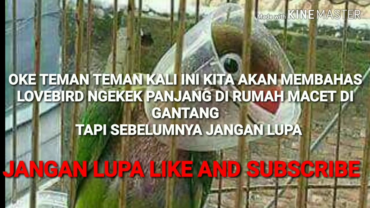 CARA MENGATASI Lovebird macet di gantangan 