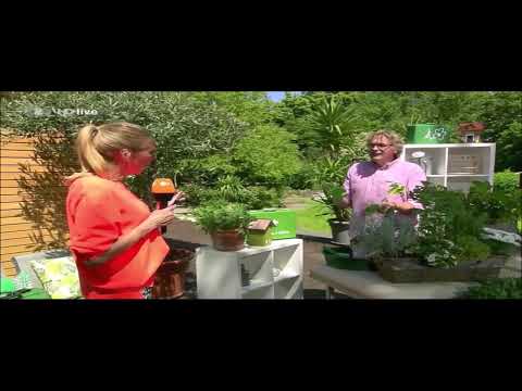 'ZDF Fernsehgarten': 🌿🪲Blattläuse