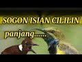 MASTERAN SOGON ISIAN CILILIN PANJAANG.....!!!